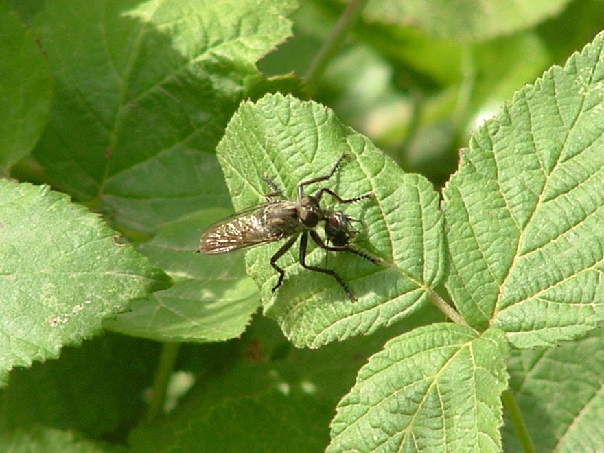 Dittero predatore (Asilidae)